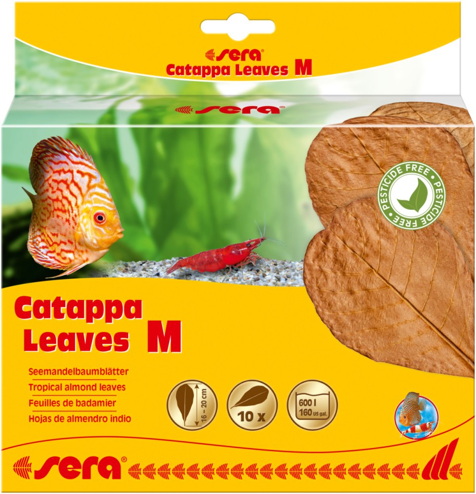     sera Catappa Leaves  - 10  - 