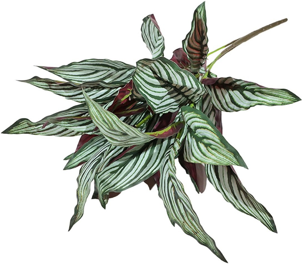   -  - 60 cm   Calathea L Mix - 