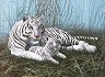 Рисуване по номера Royal & Langnickel - Бели тигри - 39 x 30 cm -