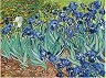 Рисуване по номера Foska - Ириси - 50 x 40 cm -