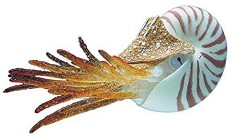    Nobby Nautilus - 10 x 4.5 cm - 